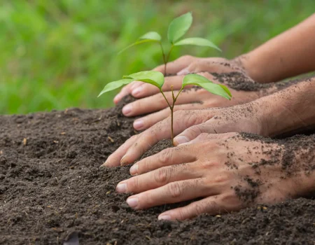 close-up-picture-hand-holding-planting-sapling-plant-jpg